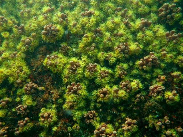 coral sun, specie by Cifonauta,CEBIMar.jpg