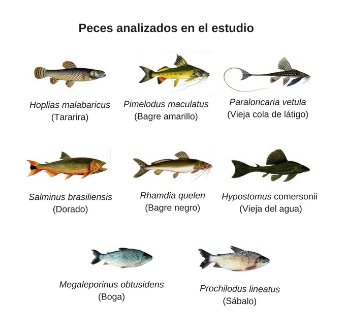 peces uruguay horizonal, dani.jpg