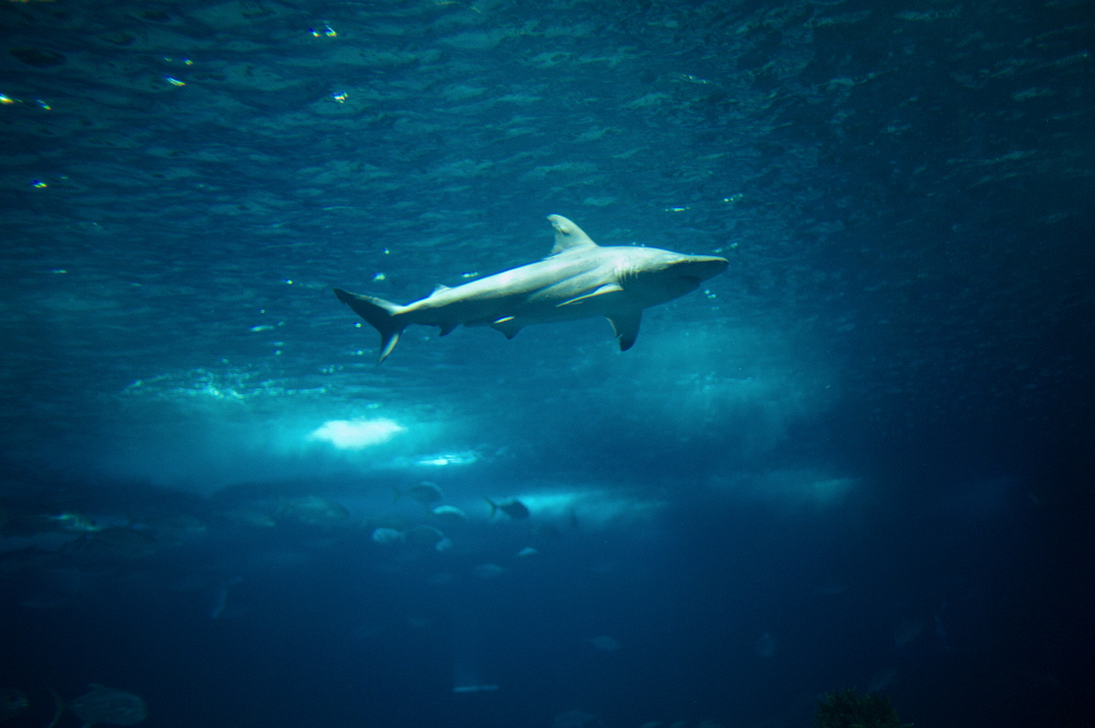 tiburon by panos.jpg