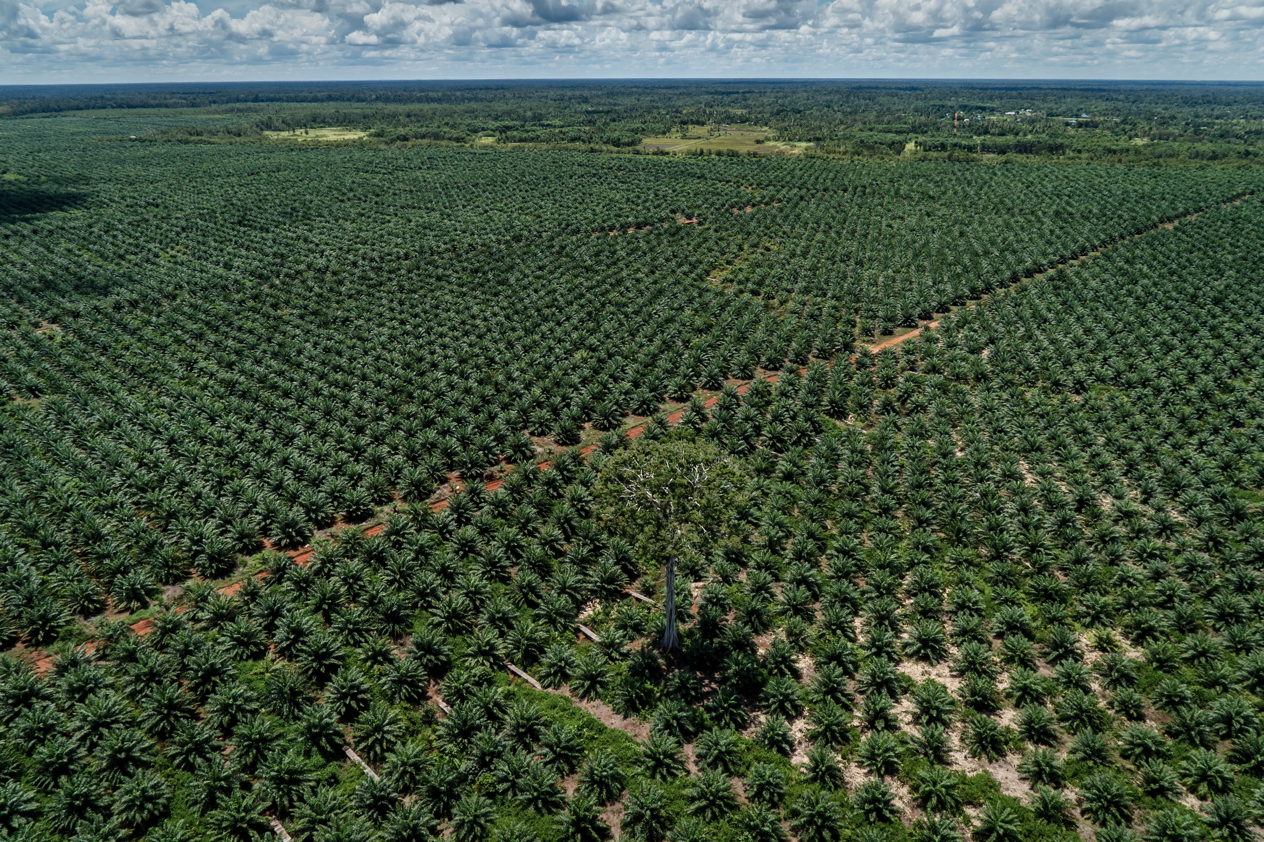Oil palm plantation