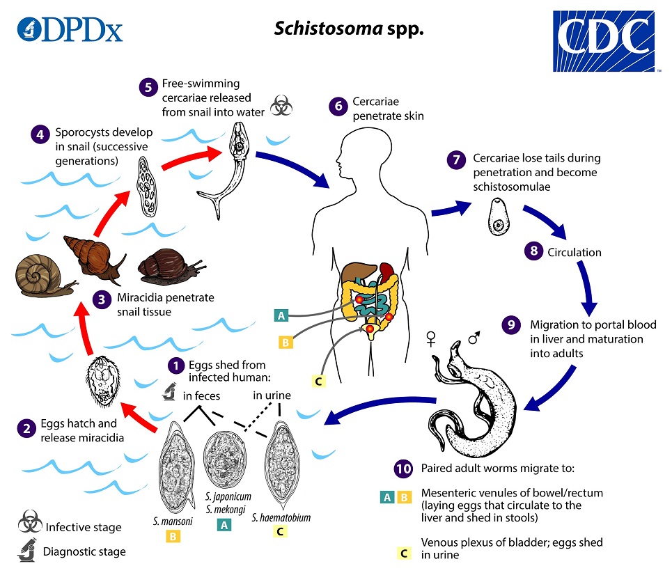 Schistosome life cycle