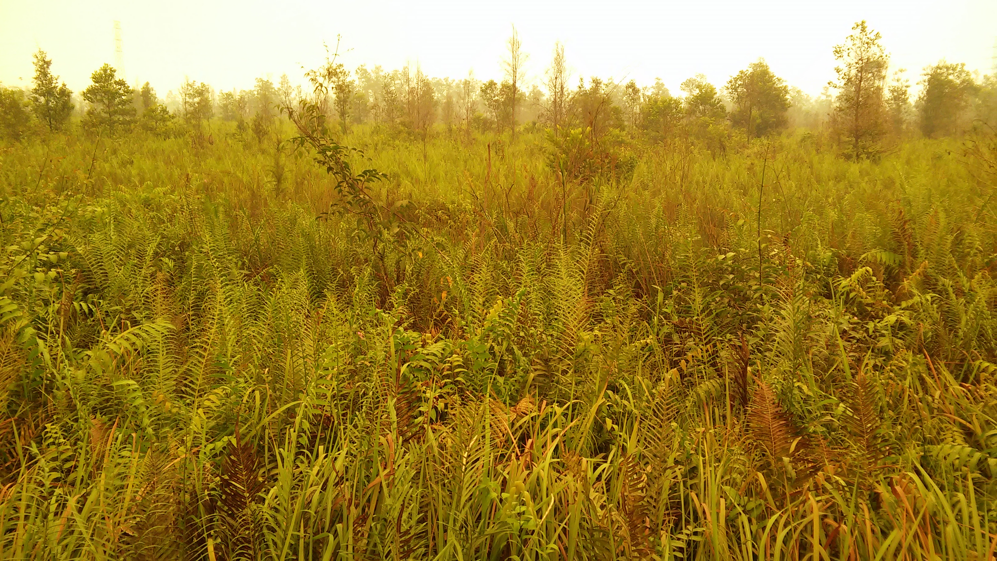 Indonesia grasslands