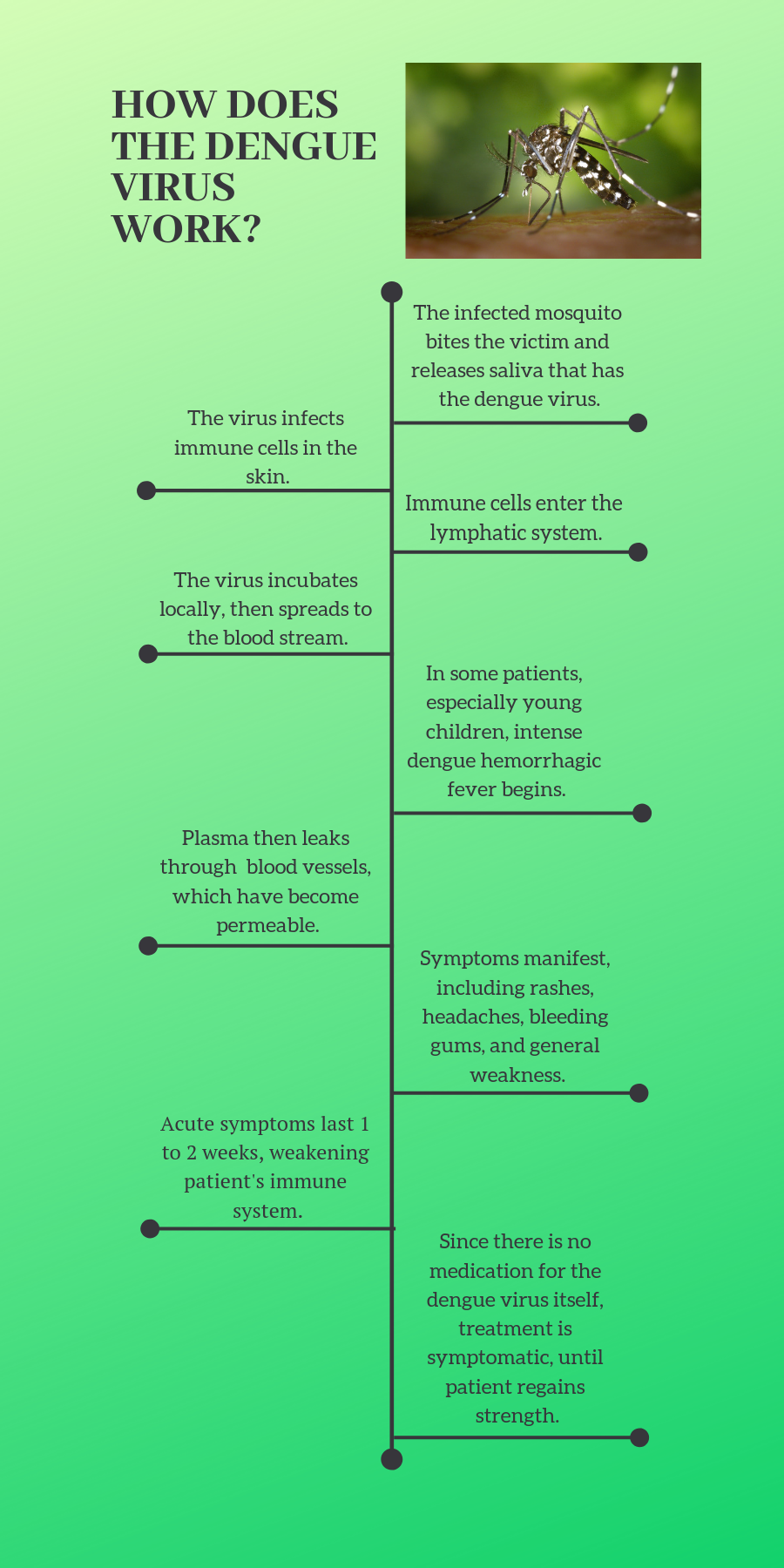 dengue infographic
