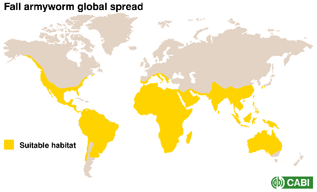 Armyworm global spread
