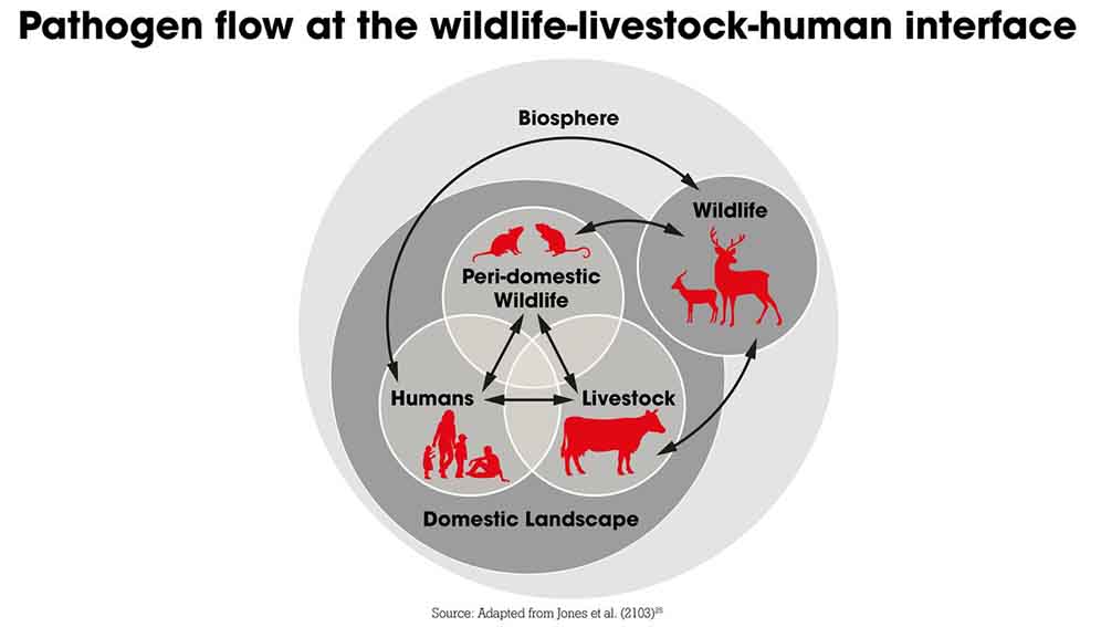 Pathogen flow at the wildlife-livestock-human
interface