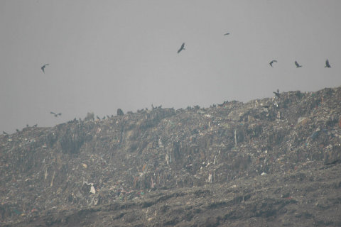2_Bhalswa_landfill_birds_air 2