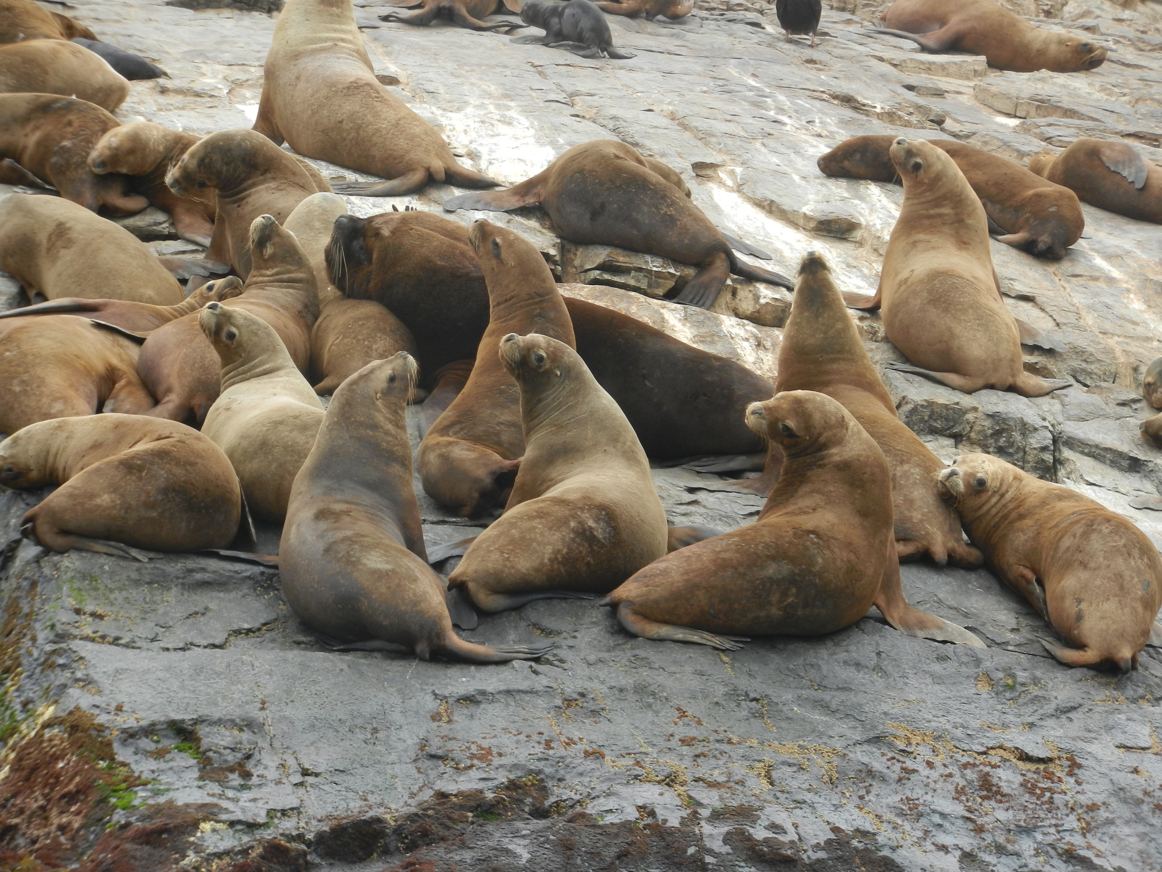 feature, Caleta Aceituno - lobos de mar, chile
