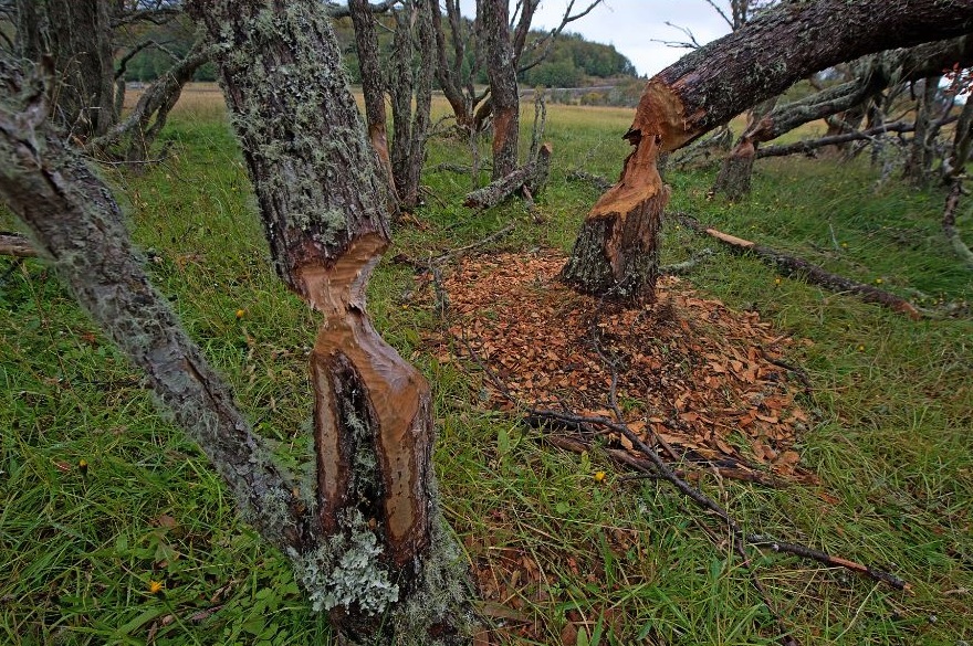 10-Chile especies invasoras-castor troncos mordidos