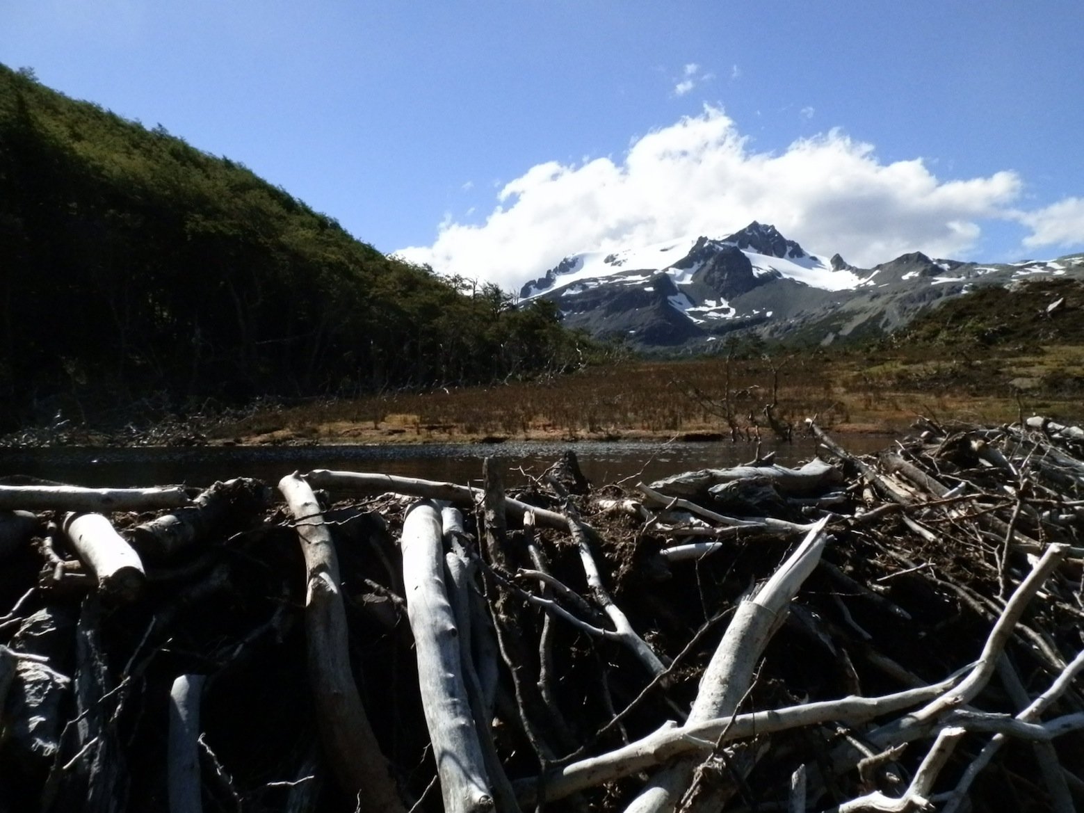 11-Chile especies invasoras-dique.jpg