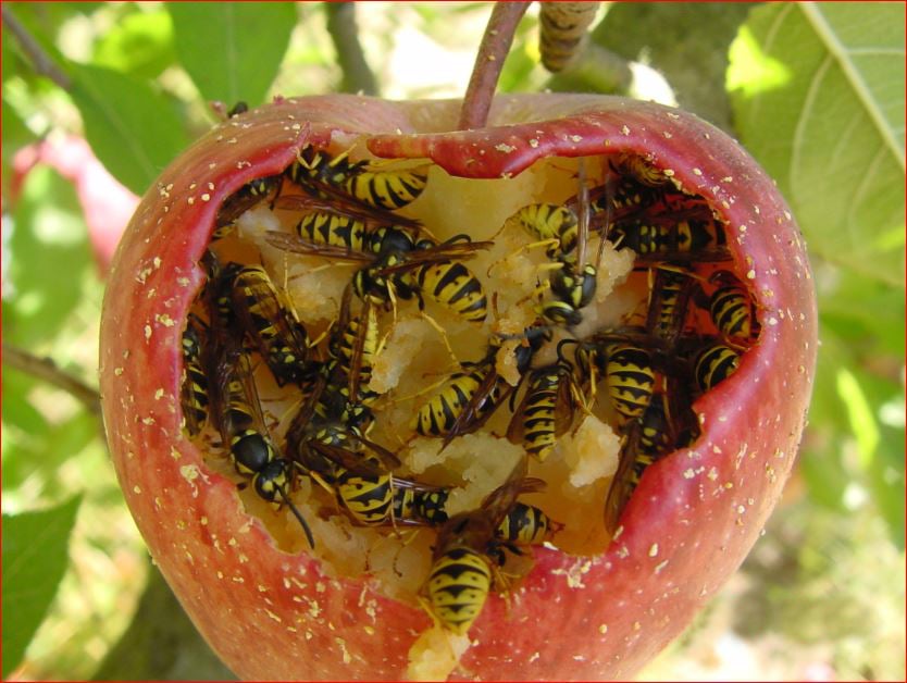 3-Chile especies invasoras-avispa.jpg