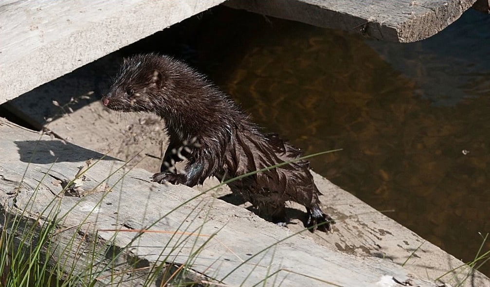 5-Chile especies invasoras-vison.jpg