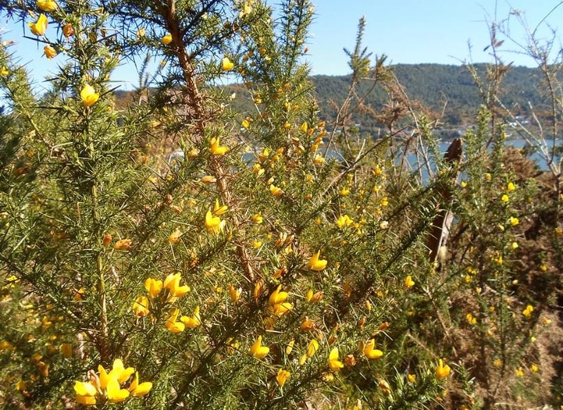 6-Chile especies invasoras-espinillo.jpg