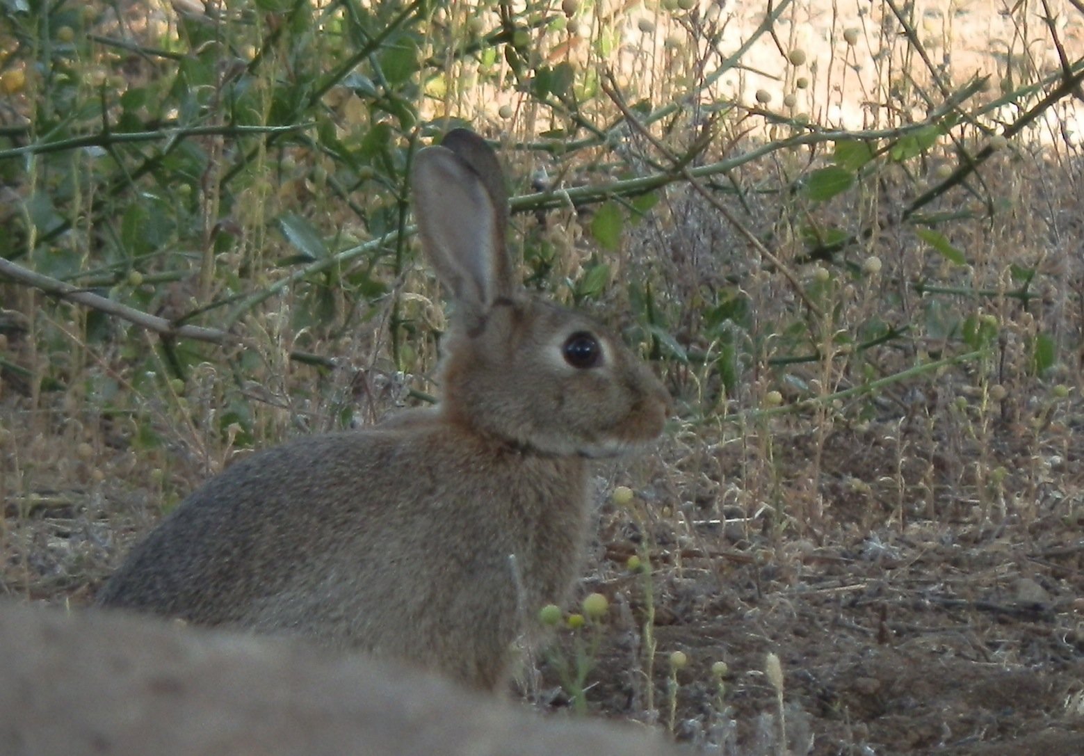 7-Chile especies invasoras-conejo.jpg