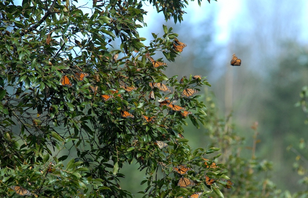 1-Mariposa Monarc-Mexico-IUCN Wendy Strahm.JPG