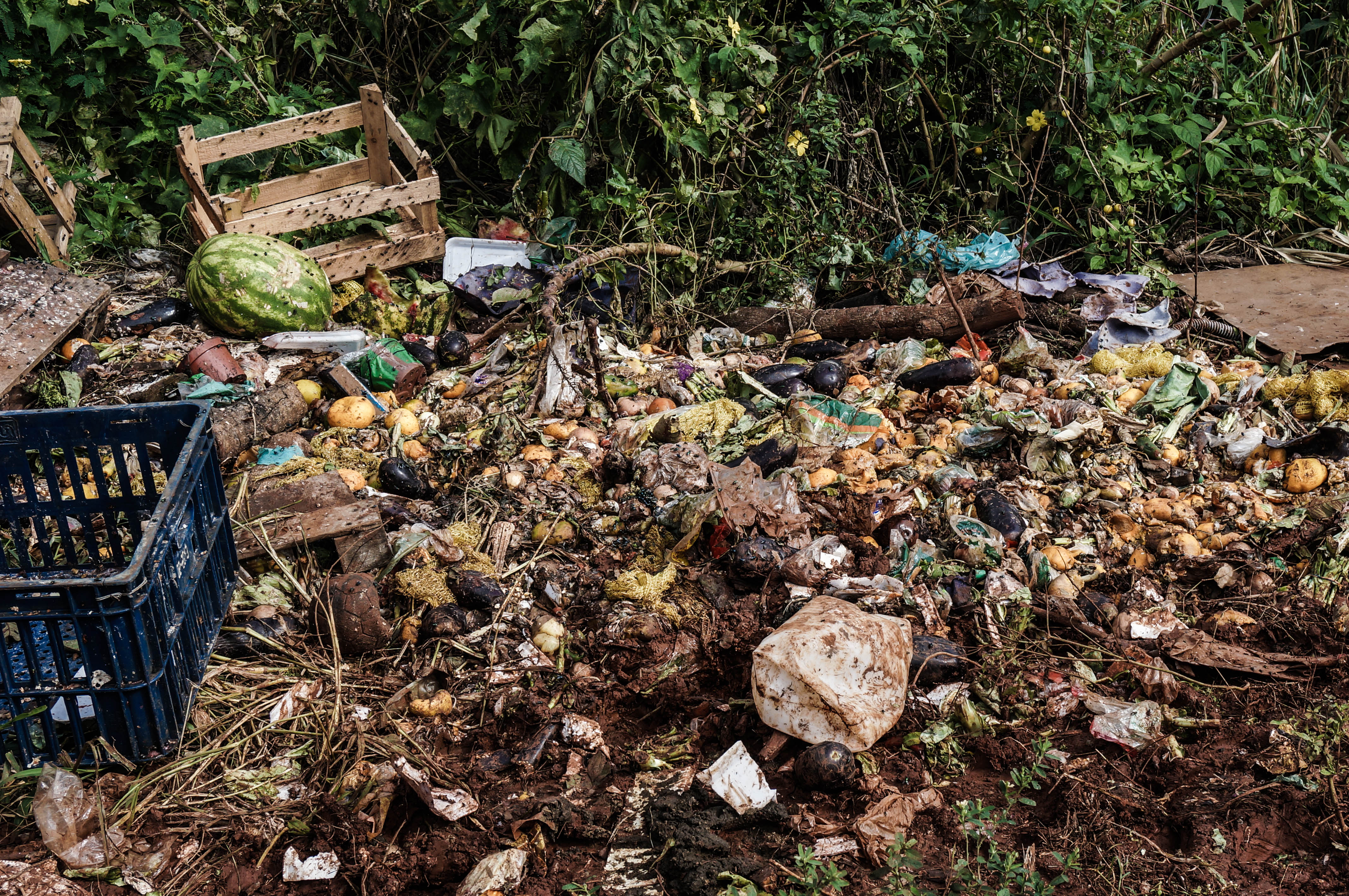 leishmaniasis basura organica by Mario Michaliszyn