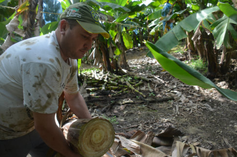 Productor brasileño de banano