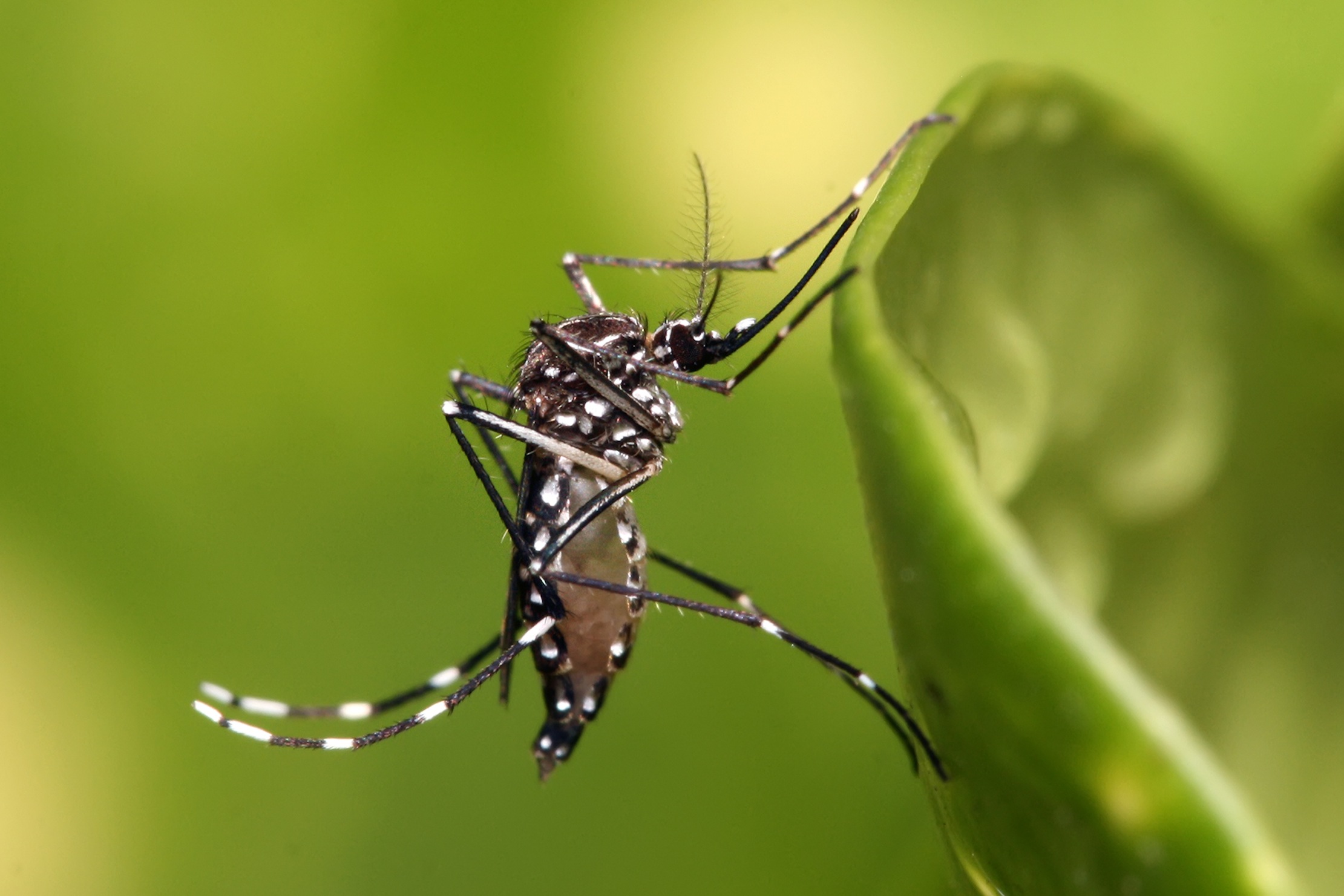 Aedes_aegypti_MuhammadMahdiKarim.jpg