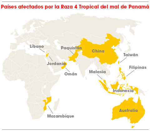 Mapa banano en el mundo