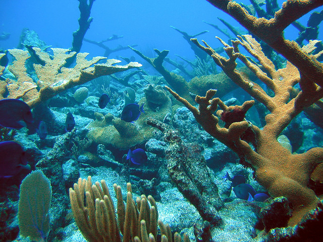 arrecife coralino virgin islands