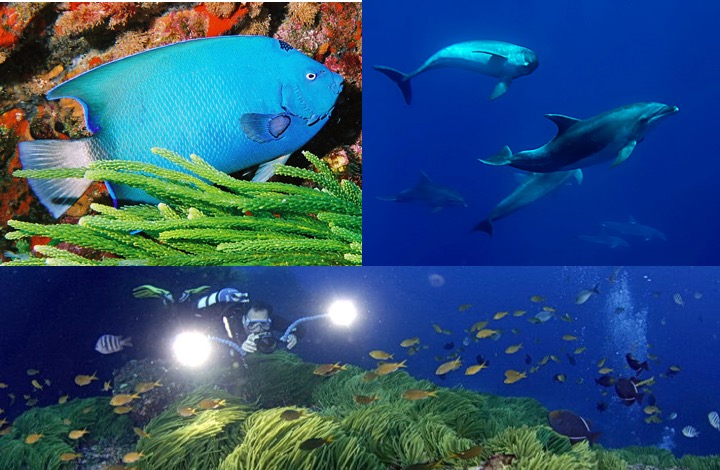 7. diversidad marina