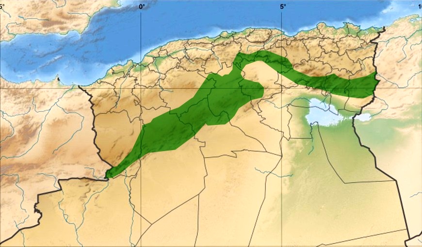 Algeria green wall 2