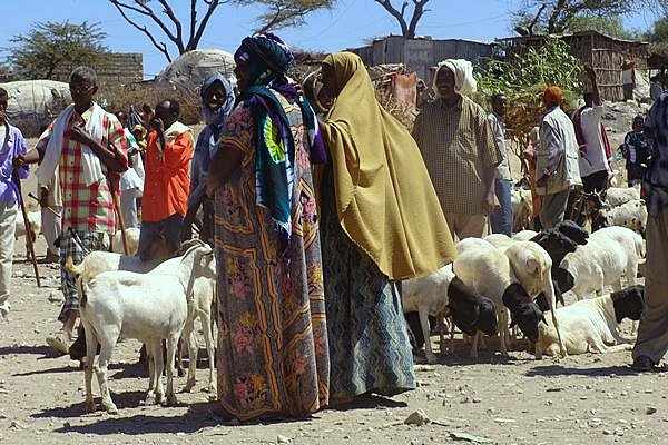 African herding sheep