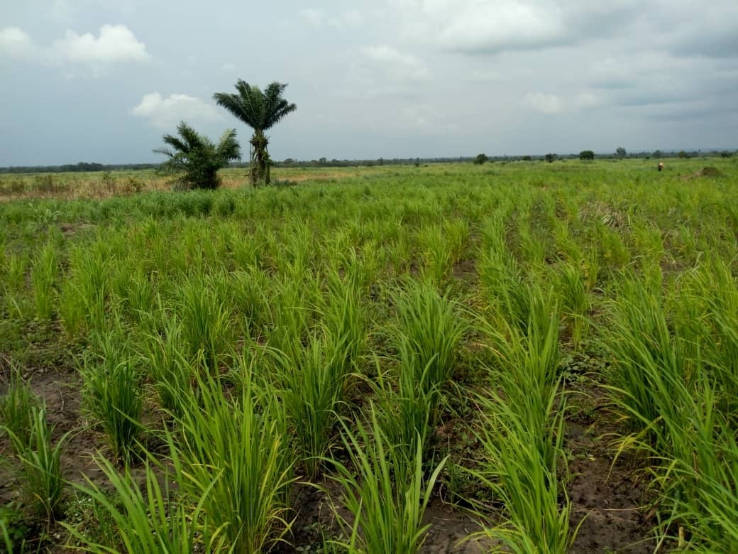 Picture 27-Raheem_fields