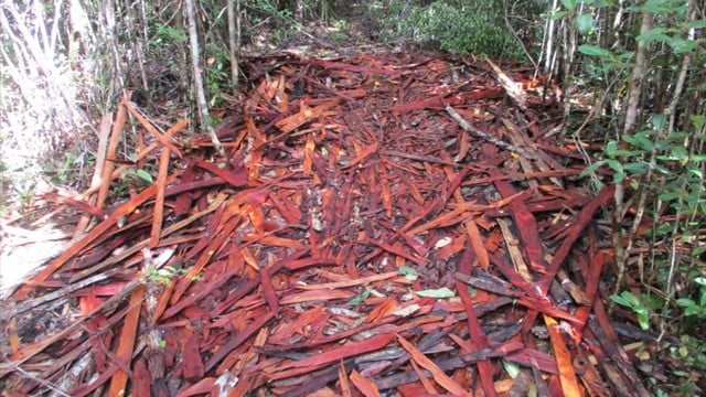 Scènes de désolation