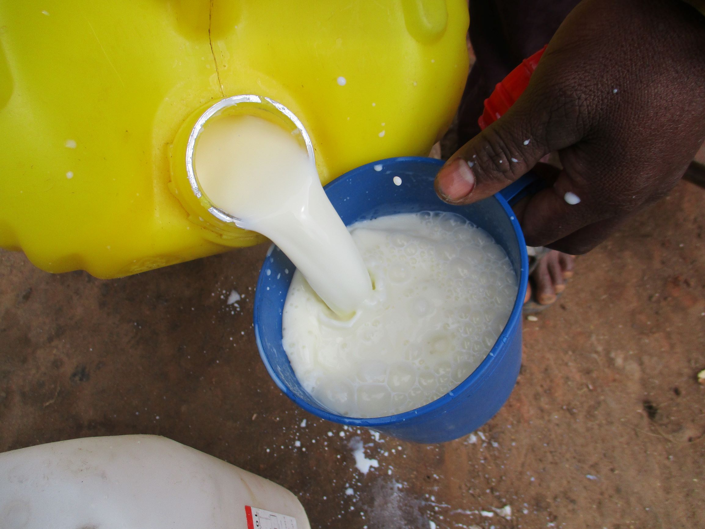 Milk Madagascar article 1