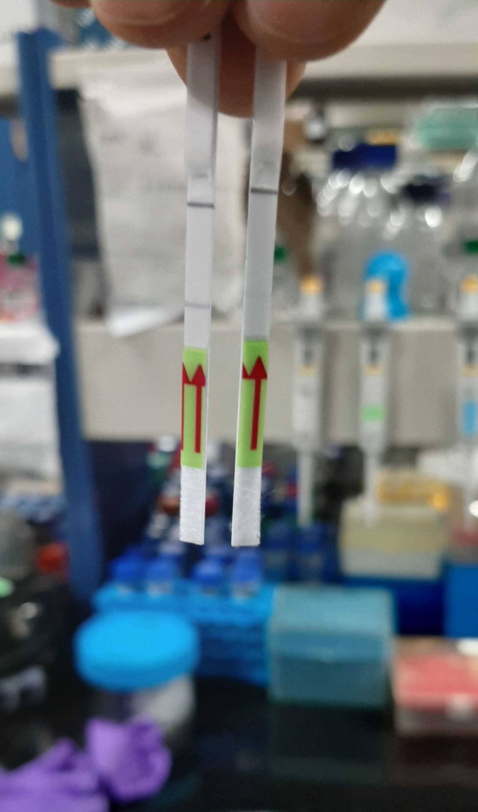 CRISPR paper strip test