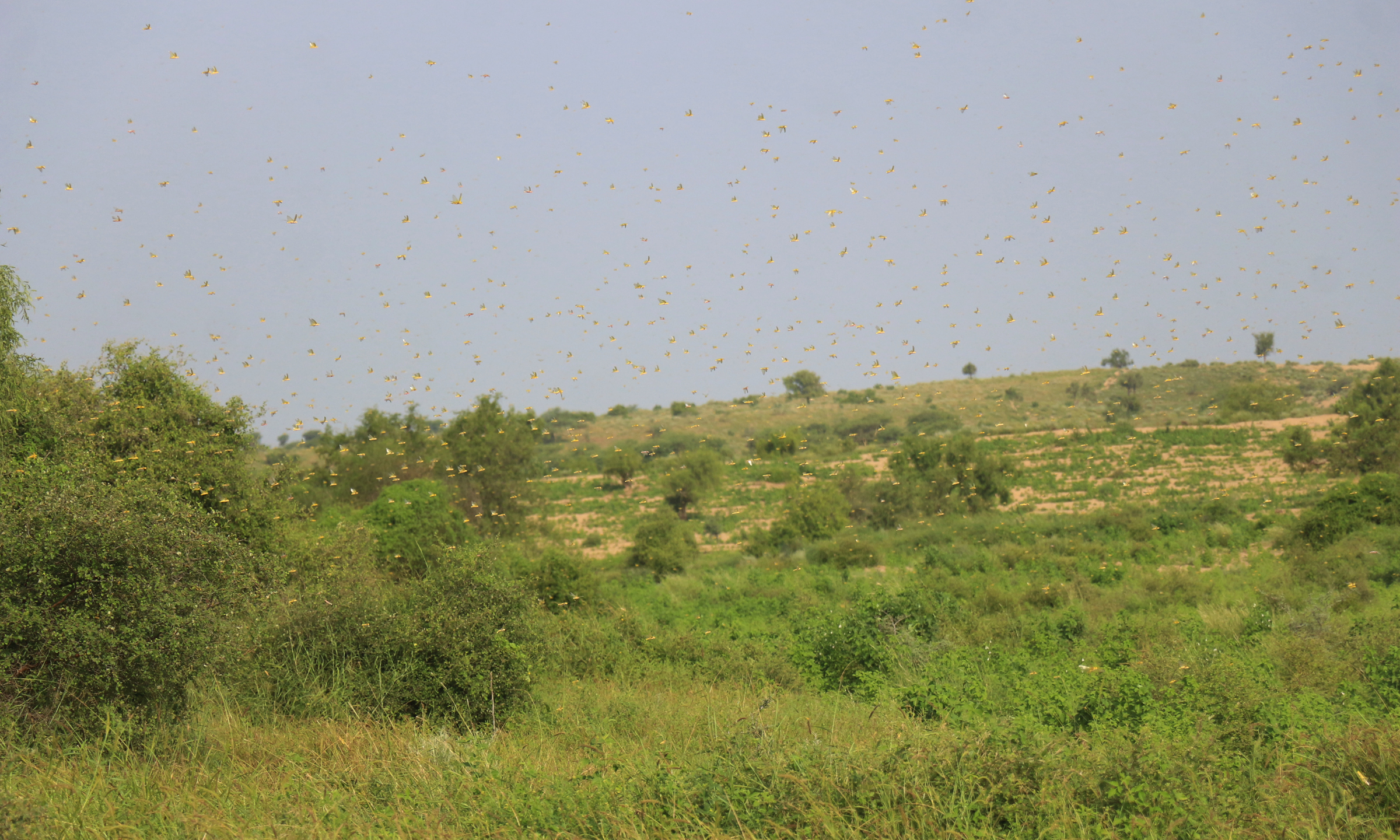 swarm of locusts1